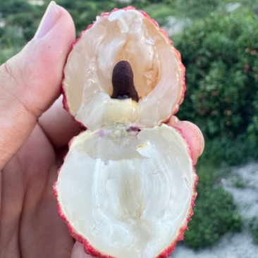 今年荔枝产量不少