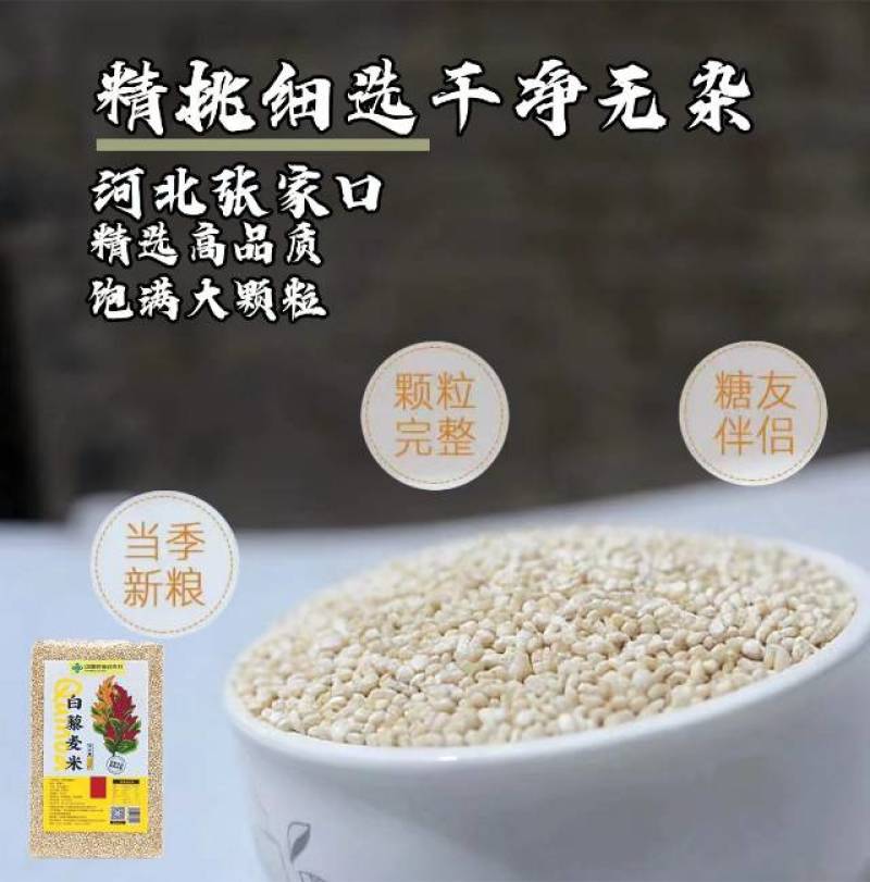 坝上优品白藜麦米