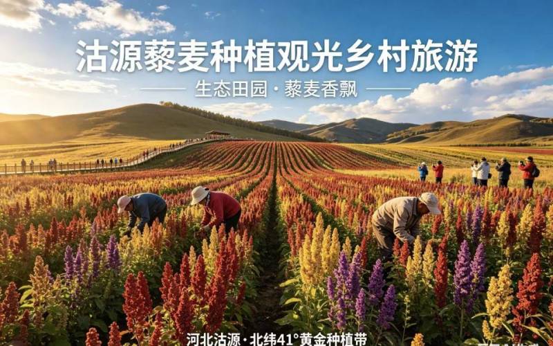 坝上优品白藜麦米