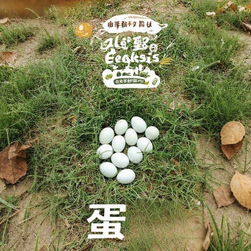 自家养殖土鸡蛋，大量有货，对接全国