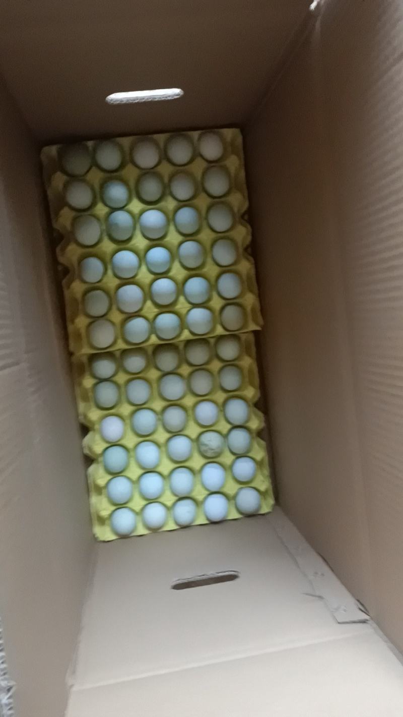 自家养殖土鸡蛋，大量有货，对接全国