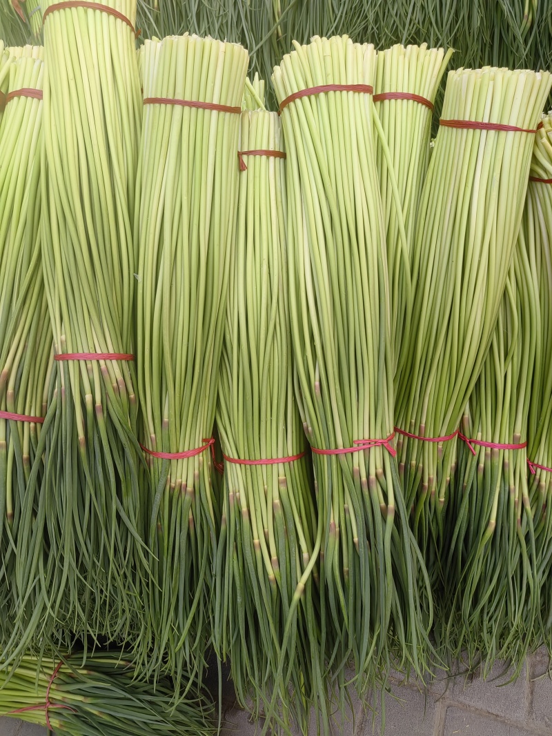 【热卖】红帽蒜薹量大质优价格优惠支持视频看货