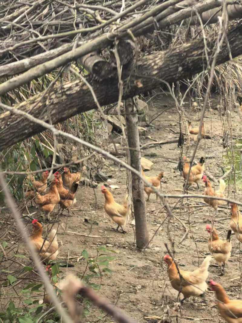 《湖北土鸡》散养土鸡/肉质紧实/来电有优惠/欢迎咨询