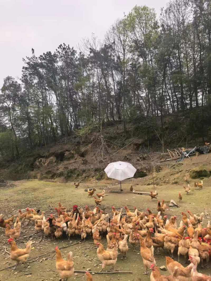 《湖北土鸡》散养土鸡/肉质紧实/来电有优惠/欢迎咨询