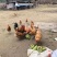 《湖北土鸡》散养土鸡/肉质紧实/来电有优惠/欢迎咨询