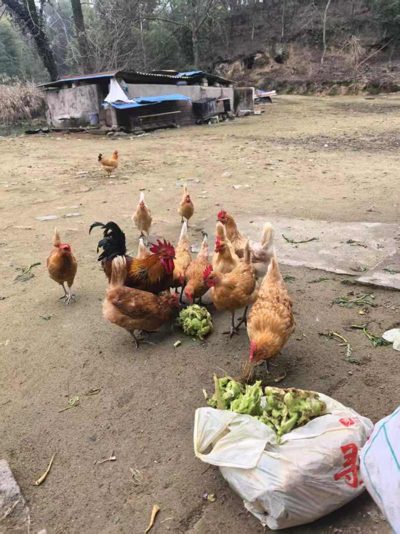 《湖北土鸡》散养土鸡/肉质紧实/来电有优惠/欢迎咨询