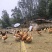 《湖北土鸡》散养土鸡/肉质紧实/来电有优惠/欢迎咨询