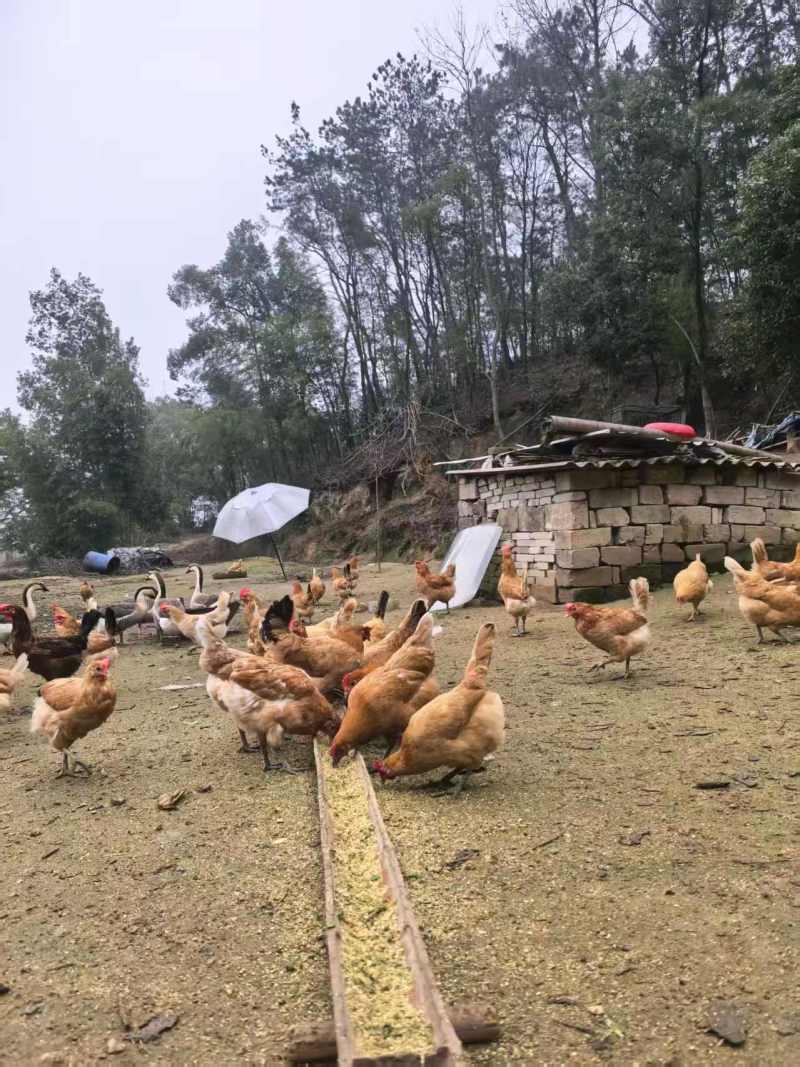 《湖北土鸡》散养土鸡/肉质紧实/来电有优惠/欢迎咨询