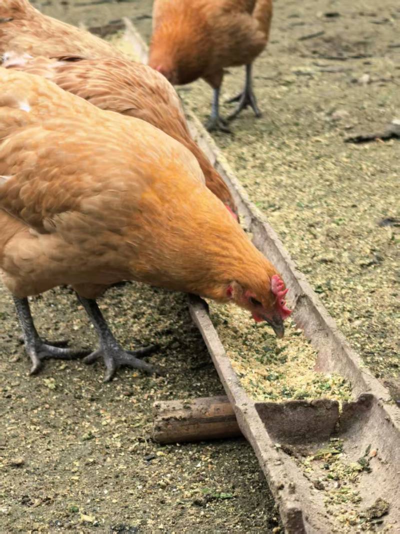 《湖北土鸡》散养土鸡/肉质紧实/来电有优惠/欢迎咨询