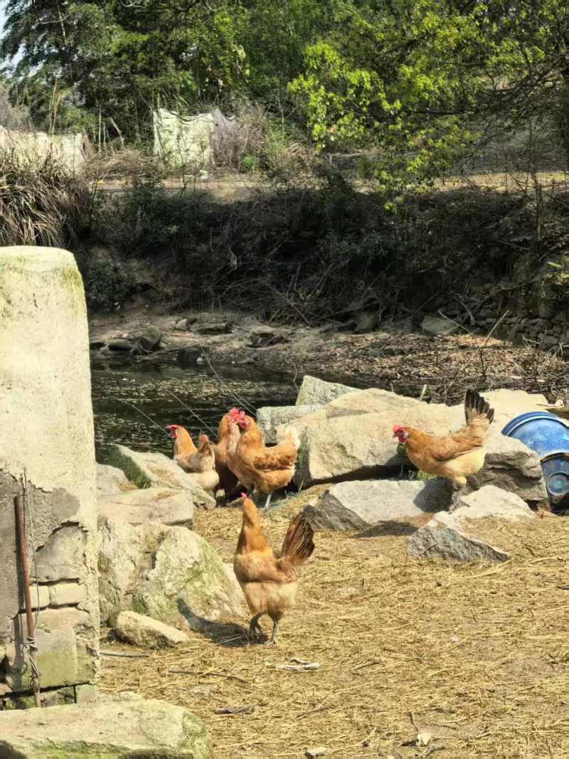 《湖北土鸡》散养土鸡/肉质紧实/来电有优惠/欢迎咨询
