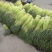 【热卖】红帽蒜薹量大质优价格优惠支持视频看货