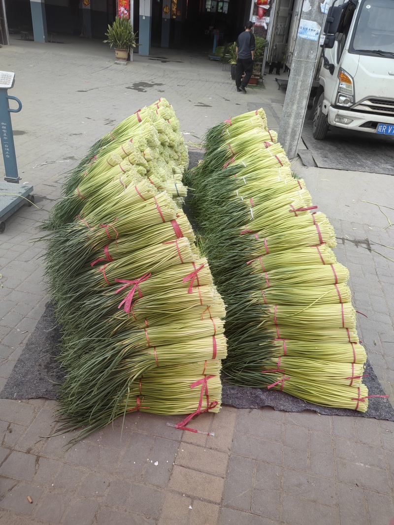 【热卖】红帽蒜薹量大质优价格优惠支持视频看货