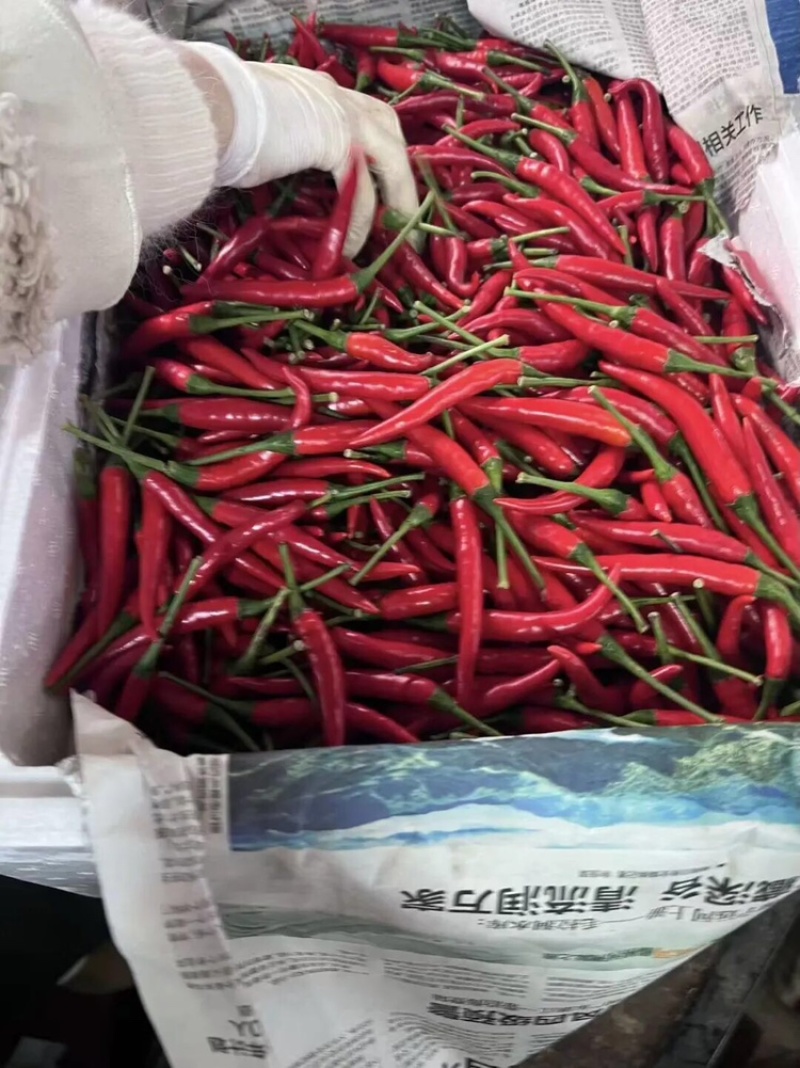 小米椒