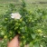160栀子花