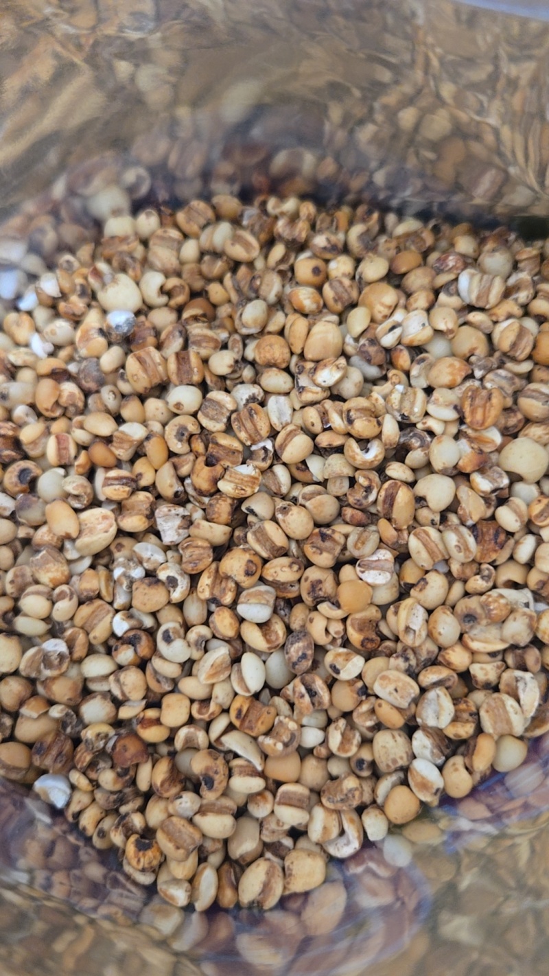薏米炒薏米