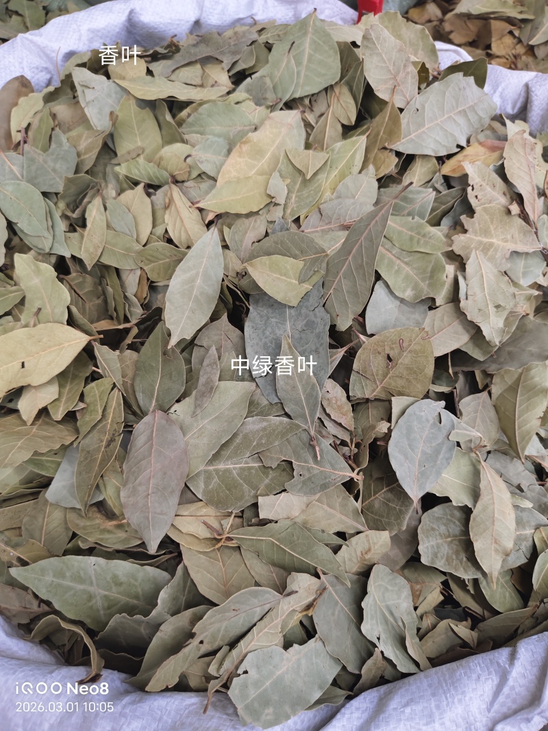 两斤起批新货特绿香叶选货片形好量大从优