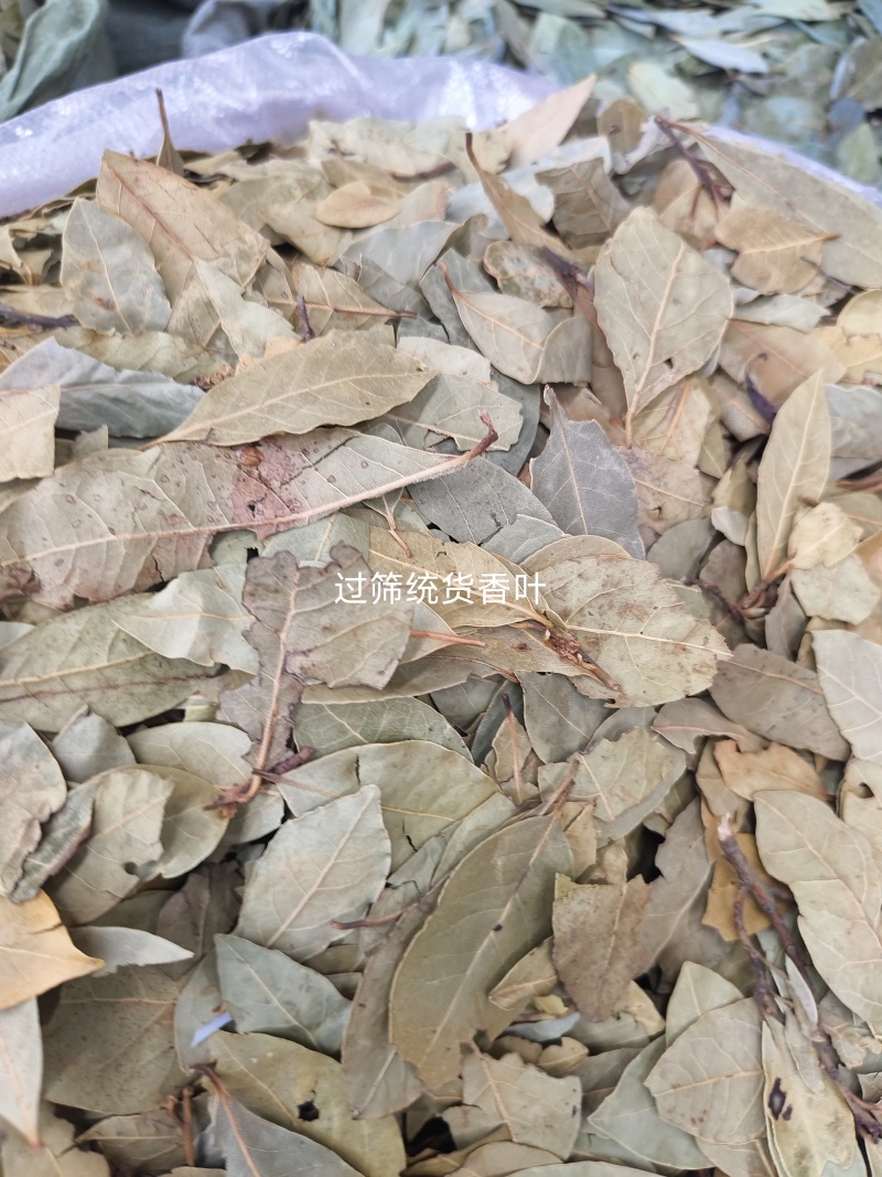 两斤起批新货特绿香叶选货片形好量大从优