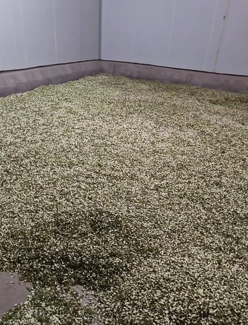 新鲜采摘槐花