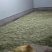 新鲜采摘槐花