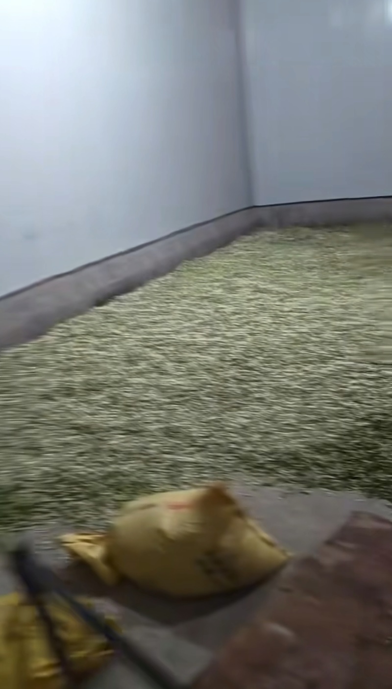 新鲜采摘槐花