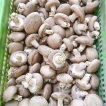 优质香菇产地直发