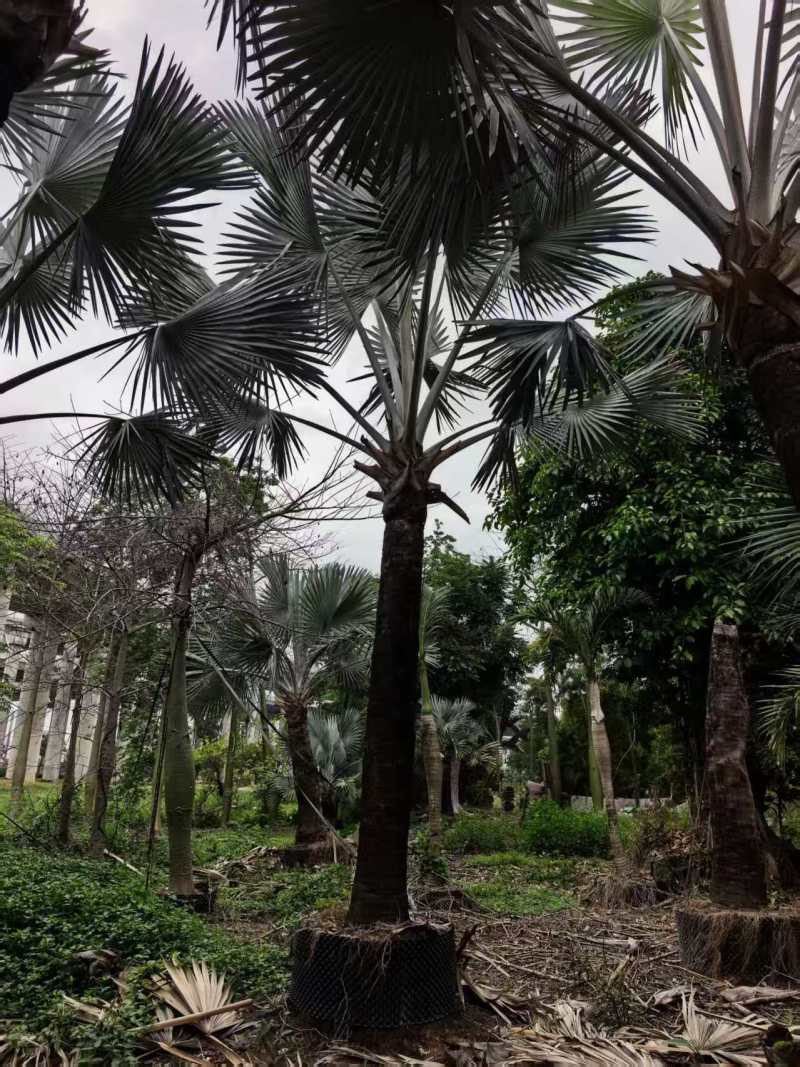 2604苗圃供应霸王棕霸王榈假植苗杆高2-8米