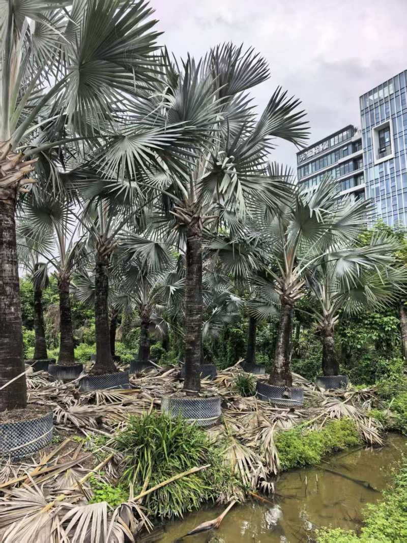 2604苗圃供应霸王棕霸王榈假植苗杆高2-8米