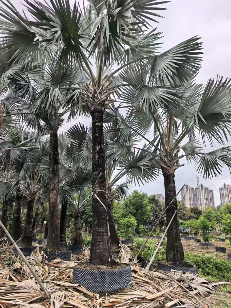 2604苗圃供应霸王棕霸王榈假植苗杆高2-8米