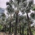 2604苗圃供应霸王棕霸王榈假植苗杆高2-8米