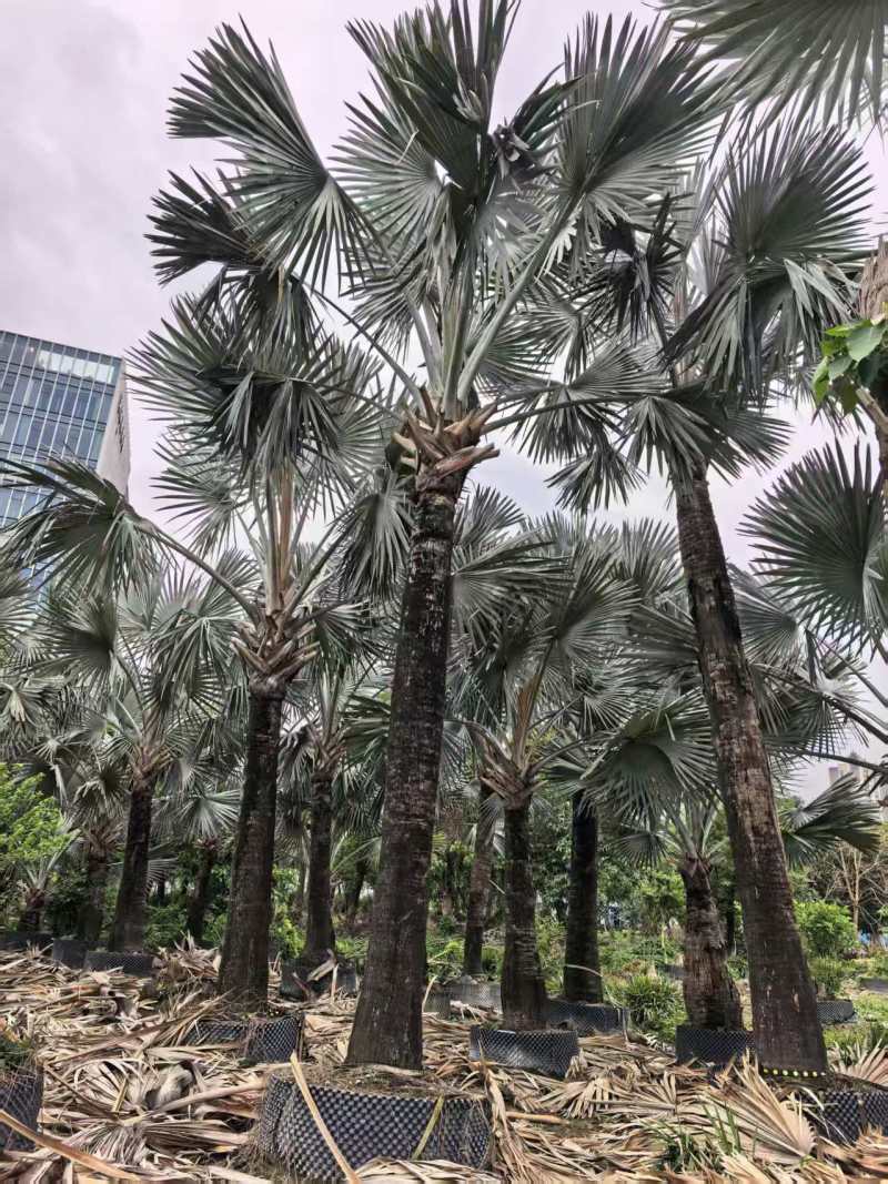 2604苗圃供应霸王棕霸王榈假植苗杆高2-8米