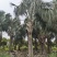 2604苗圃供应霸王棕霸王榈假植苗杆高2-8米