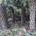 2604苗圃供应龙鳞榈大棕榈树假植苗杆高2-8米