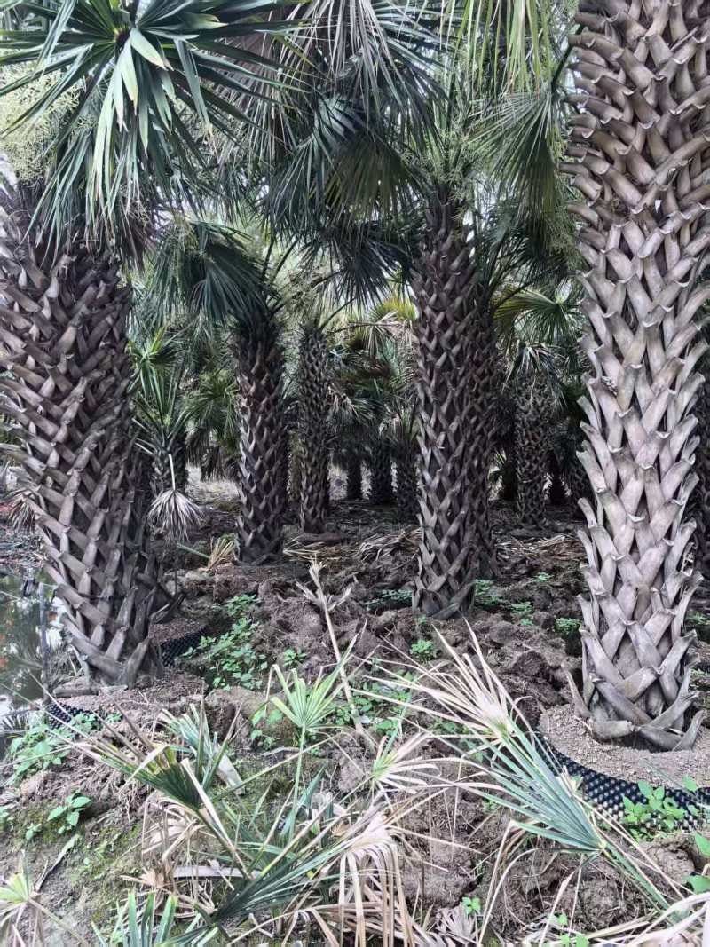 2604苗圃供应龙鳞榈大棕榈树假植苗杆高2-8米