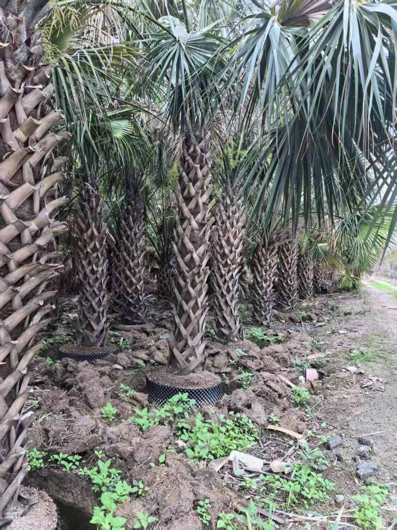 2604苗圃供应龙鳞榈大棕榈树假植苗杆高2-8米