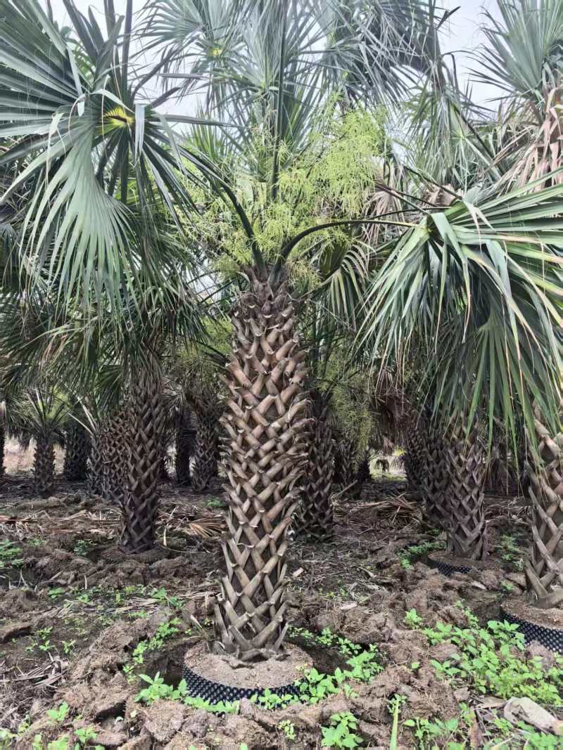 2604苗圃供应龙鳞榈大棕榈树假植苗杆高2-8米