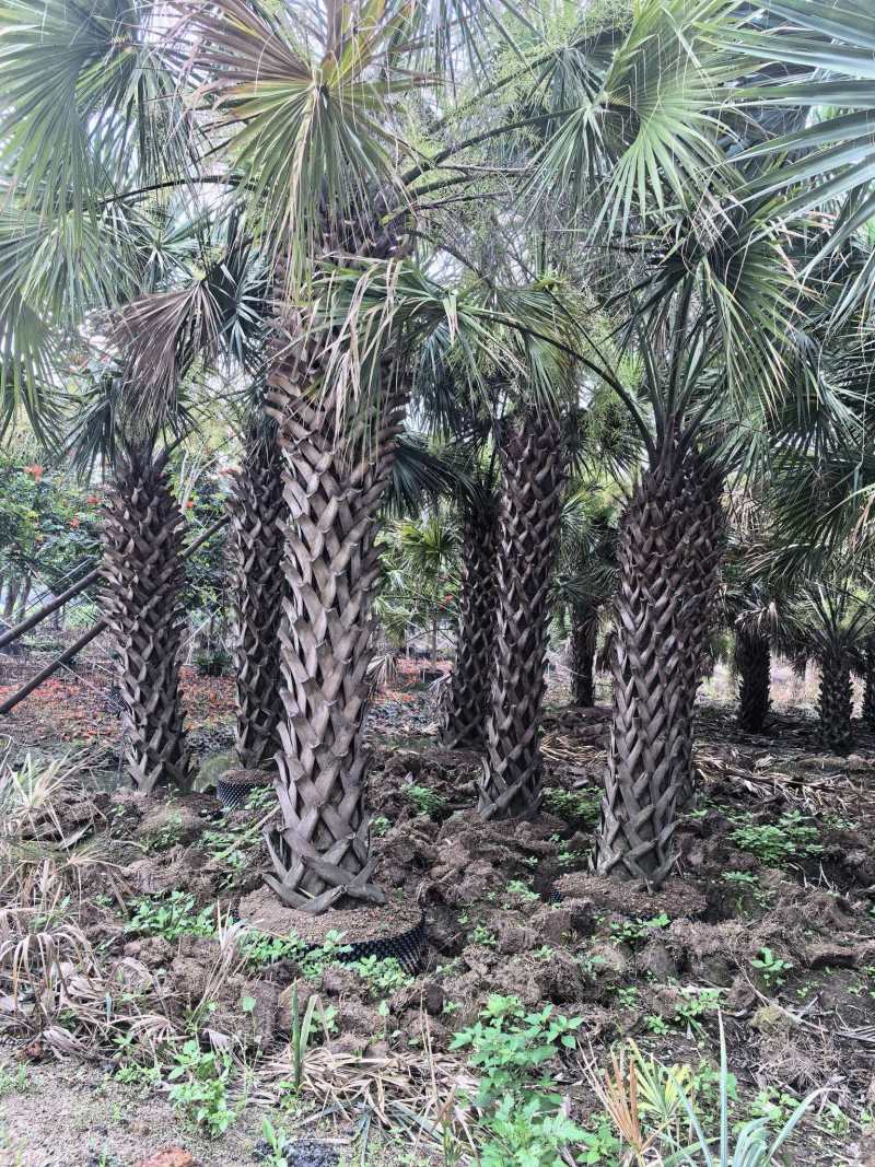 2604苗圃供应龙鳞榈大棕榈树假植苗杆高2-8米