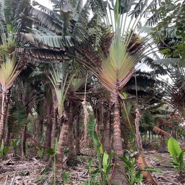 2604苗圃供应热带雨林旅人蕉树杆高2-8米