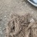 爬山虎苗五叶地锦