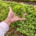 岗梅芽苗基地自己种植一手货源