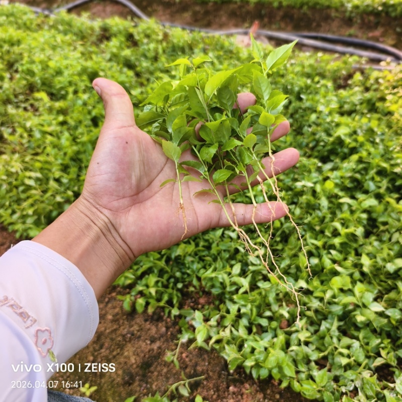 岗梅芽苗基地自己种植一手货源