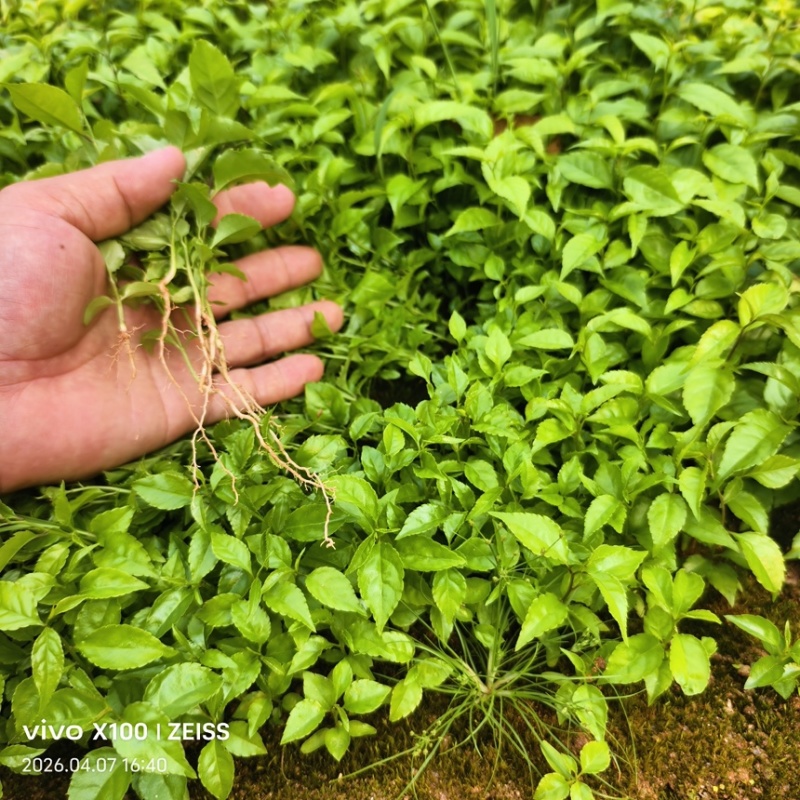 岗梅芽苗基地自己种植一手货源