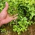 岗梅芽苗基地自己种植一手货源