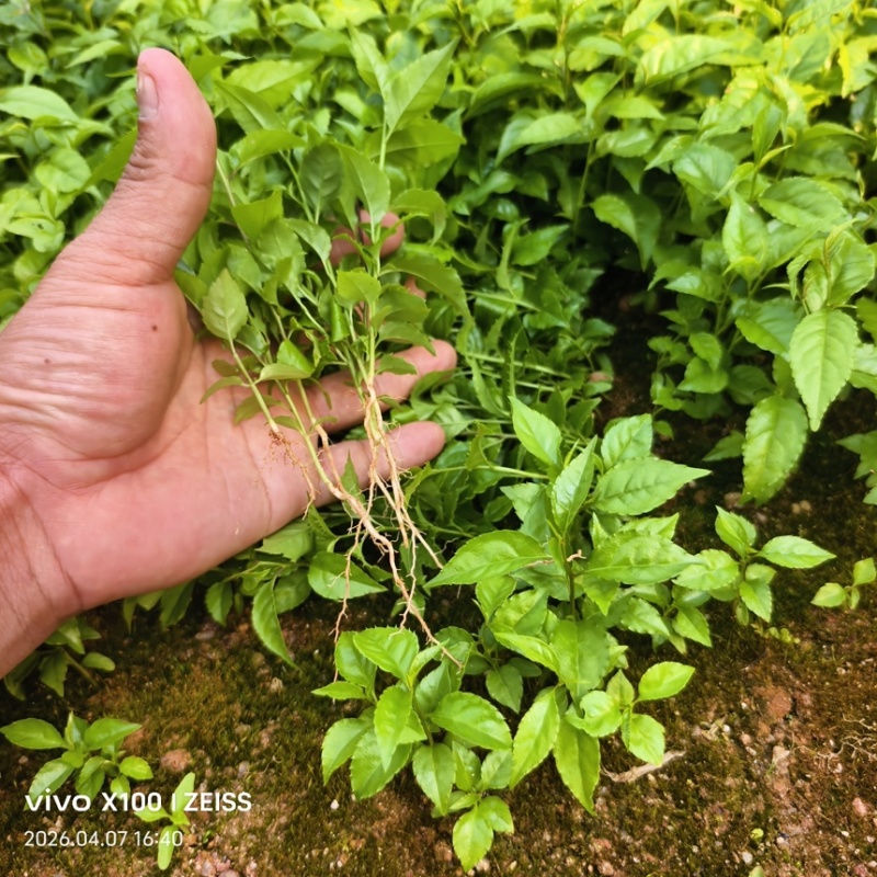 岗梅芽苗基地自己种植一手货源