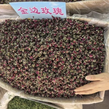 金边玫瑰