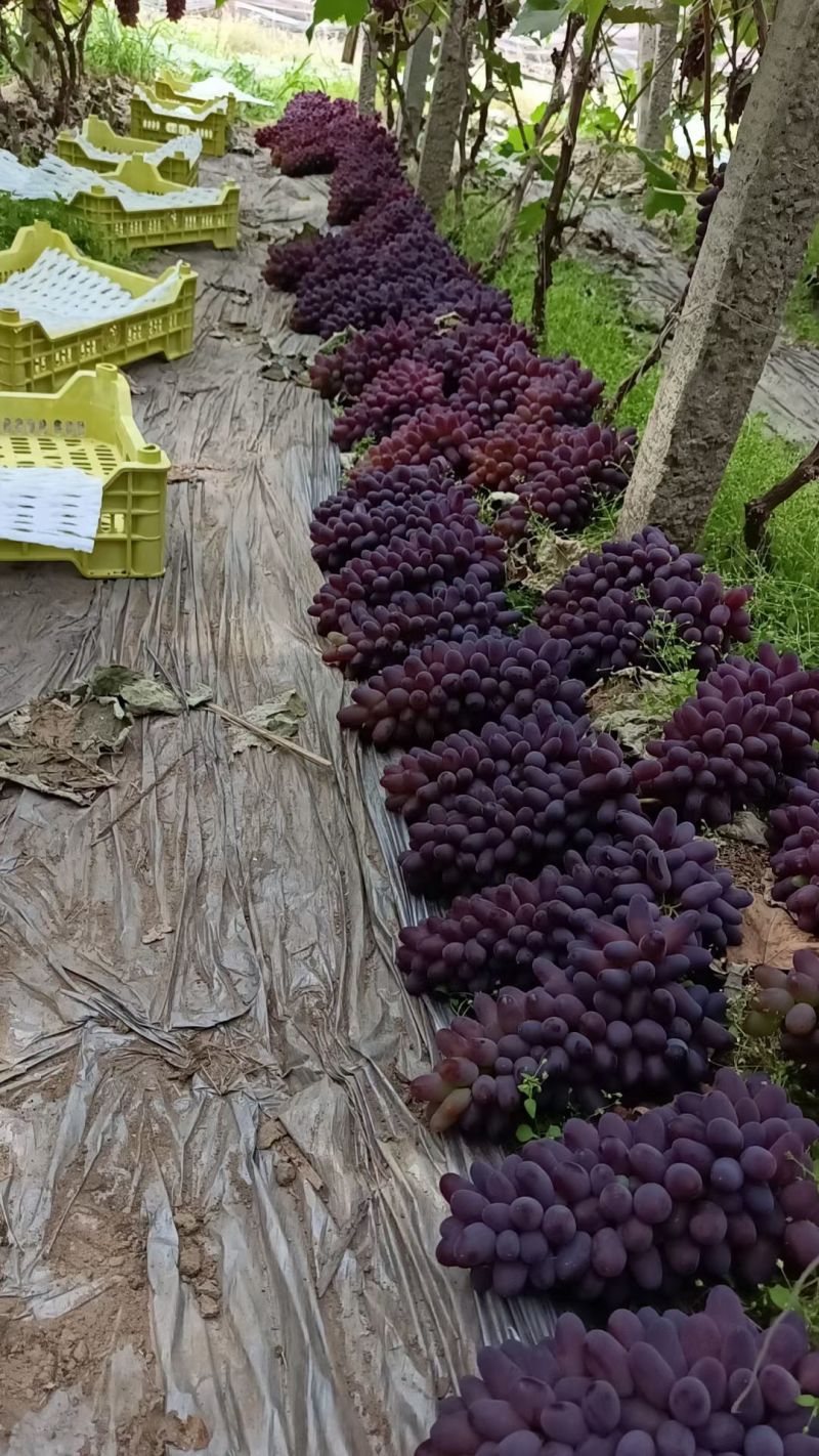 茉莉香葡萄大量出售高中低档茉莉香葡萄适合全国个个市场
