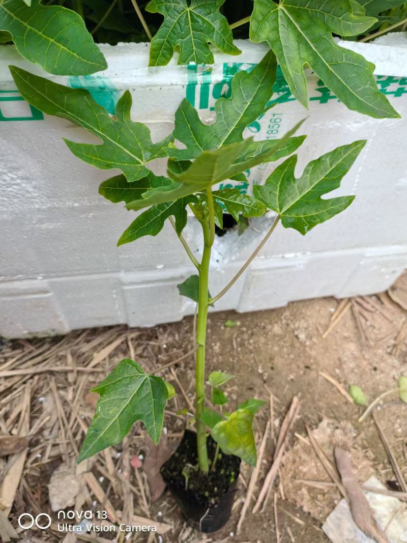 木瓜树苗黄肉红肉木瓜