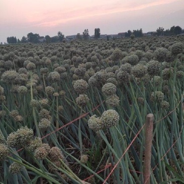 紫阳洋葱头洋葱苗