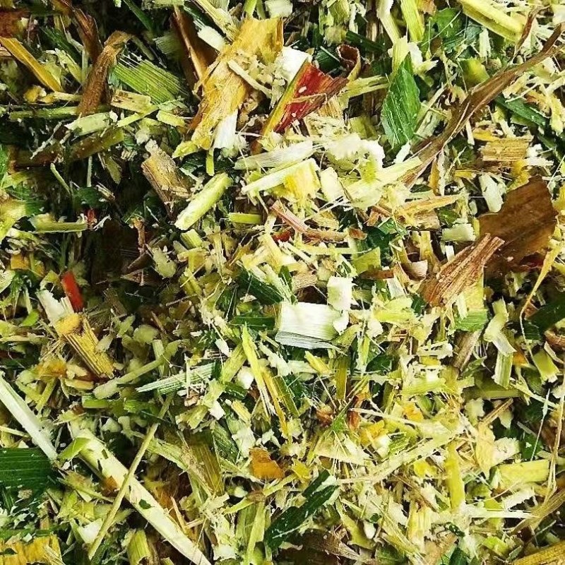 广东甜象草饲料草，牛羊饲料，大量现货，无农残保质保量