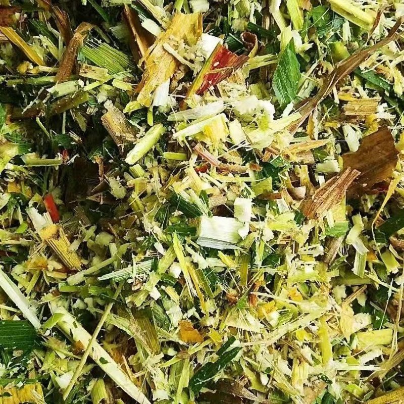 广东甜象草饲料草，牛羊饲料，大量现货，无农残保质保量