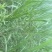 广东甜象草饲料草，牛羊饲料，大量现货，无农残保质保量